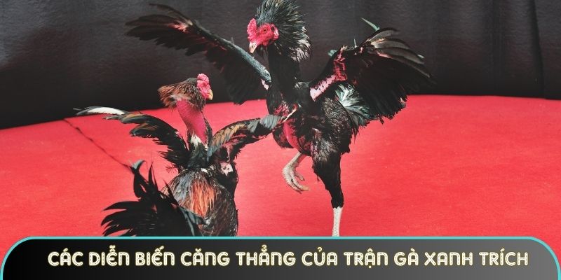 cac dien bien cang thang cua tran ga xanh trich Các diễn biến căng thẳng của trận gà xanh trích