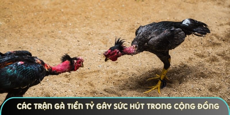 cac tran ga tien ty gay suc hut trong cong dong choi ke Các trận gà tiền tỷ gây sức hút trong cộng đồng chọi kê