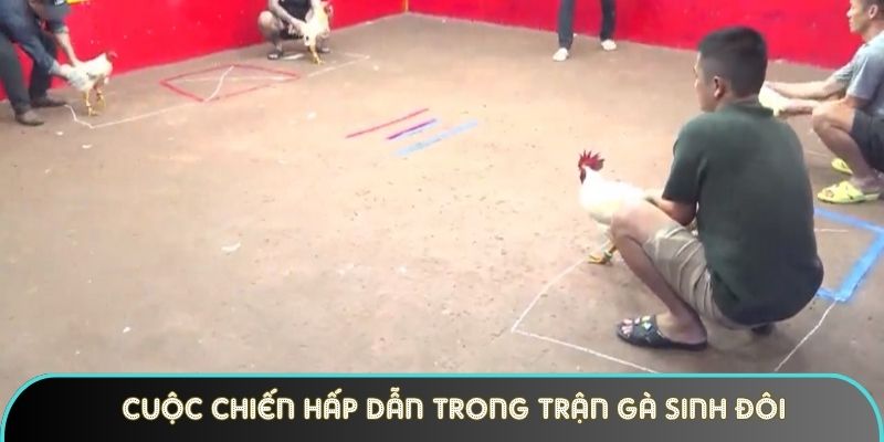 cuoc chien hap dan trong tran ga sinh doi Cuộc chiến hấp dẫn trong trận gà sinh đôi