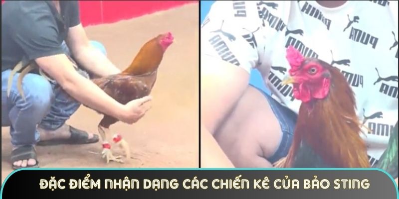 dac diem nhan dang cac chien ke cua ga khet bao sting Đặc điểm nhận dạng các chiến kê của gà khét Bảo Sting