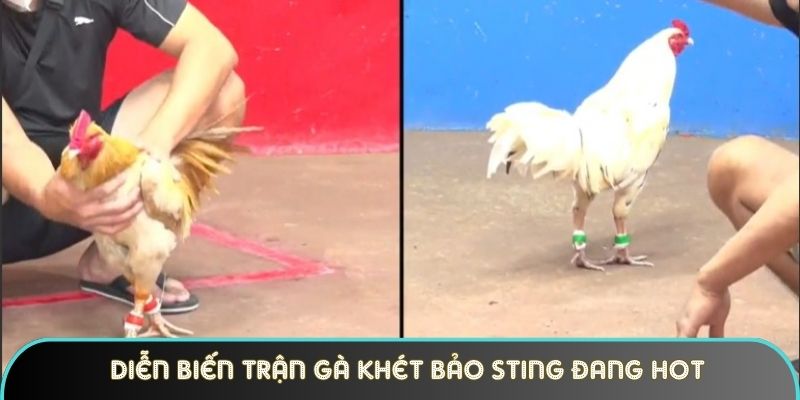 dien bien tran ga khet bao sting dang hot tren mxh Diễn biến trận gà khét Bảo Sting đang hot trên MXH