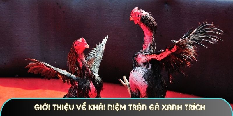 gioi thieu ve khai niem tran ga xanh trich tai thomo Giới thiệu về khái niệm trận gà xanh trích tại Thomo