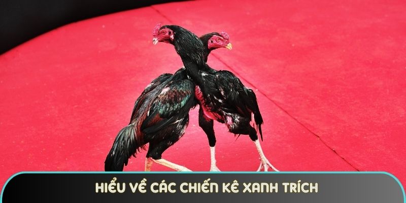 hieu ve cac chien ke xanh trich tai truong ga thomo Hiểu về các chiến kê xanh trích tại trường gà Thomo