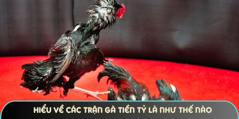 hieu ve cac tran ga tien ty la nhu the nao Hiểu về các trận gà tiền tỷ là như thế nào