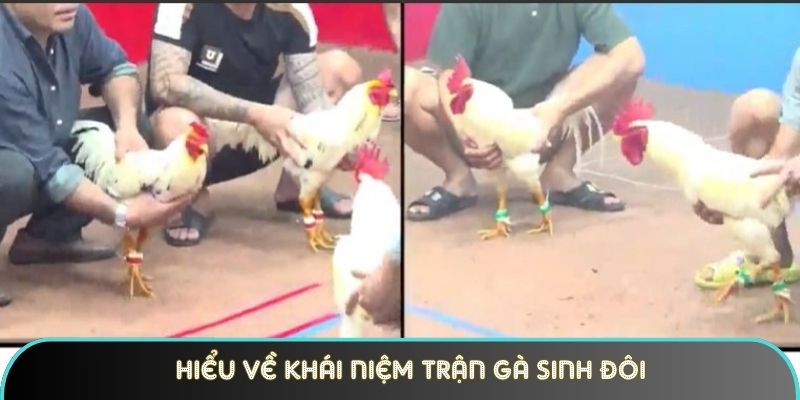hieu ve khai niem tran ga sinh doi la the nao Hiểu về khái niệm trận gà sinh đôi là thế nào