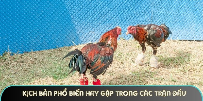 kich ban pho bien hay gap trong cac tran dau trieu do Kịch bản phổ biến hay gặp trong các trận đấu triệu đô