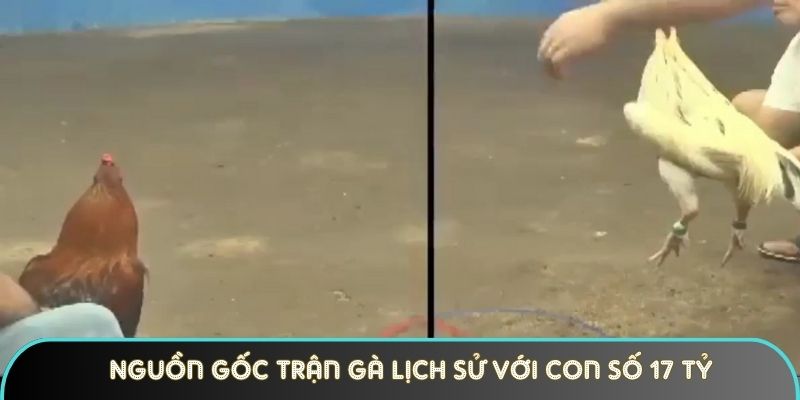 Nguồn gốc trận gà lịch sử với con số 17 tỷ