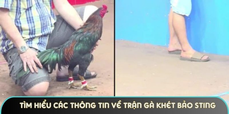 tim hieu cac thong tin ve tran ga khet bao sting Tìm hiểu các thông tin về trận gà khét Bảo Sting