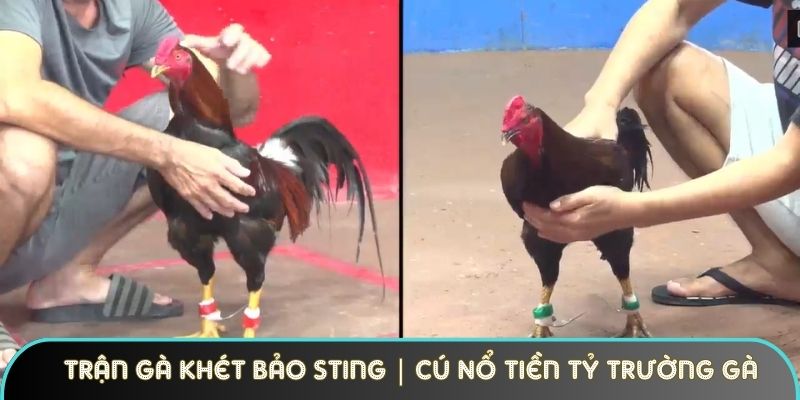 Trận Gà Khét Bảo Sting | Cú Nổ Tiền Tỷ Làm Nóng Trường Gà