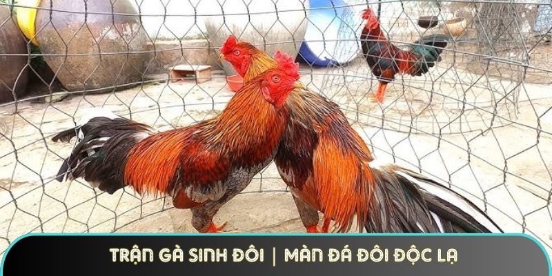 Trận Gà Sinh Đôi | Màn Đá Đôi Độc Lạ Làm Nổ Sới Thomo