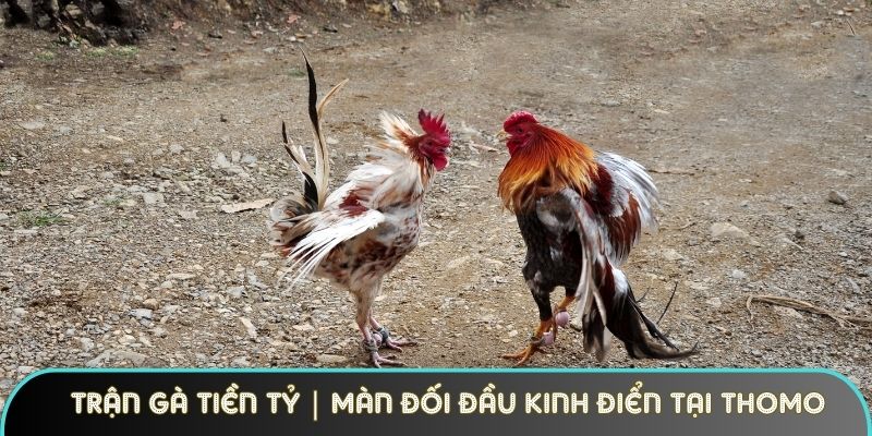 Trận Gà Tiền Tỷ | Màn Đối Đầu Kinh Điển Tại Sới Thomo