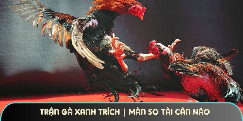 Trận Gà Xanh Trích | Màn So Tài Cân Não Tại Đấu Trường Thomo